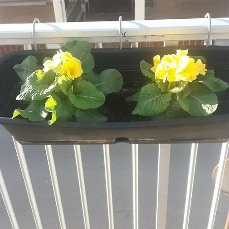 Fantastic, 100 Meters From The * Can Picafort (Mallorca)